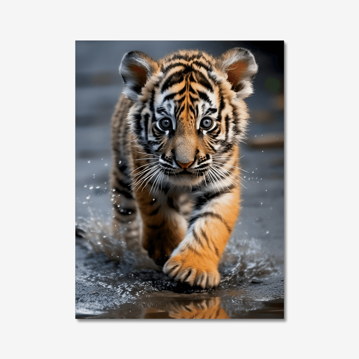 Baby tiger