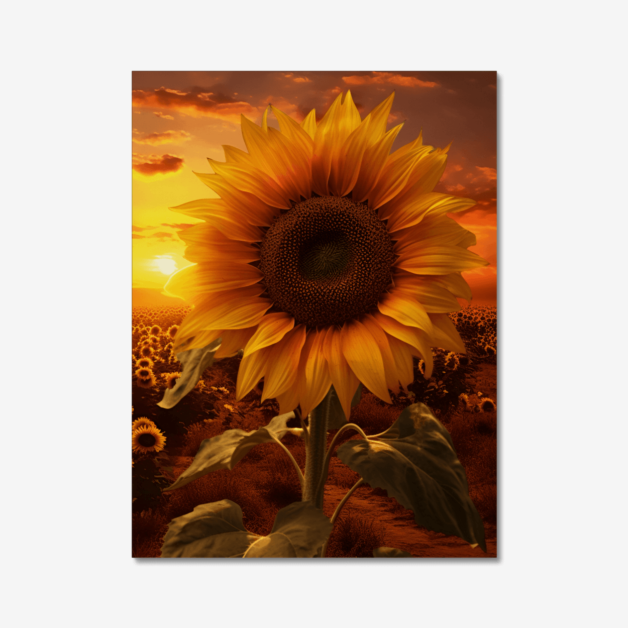 Sun Flower